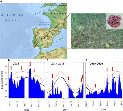 Living in a Fluctuating Environment Increases Tolerance to Marine Heatwaves in the Free-Living Coralline Alga Phymatolithon lusitanicum